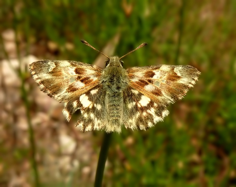 Da id   Carcharodus lavatherae  ????